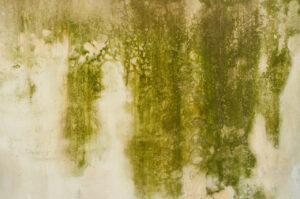 What Is Green Mould and Is It Dangerous to Your Health?